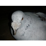 Zdjęcia użytkowników Samsung Galaxy Ace 2