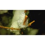 ZDJĘCIA Z TEGO TELEFONU