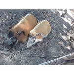 Zdjęcia użytkowników Samsung Galaxy Core Prime