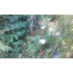 Zdjęcia użytkowników Samsung Galaxy Core Prime