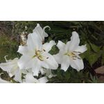 Zdjęcia użytkowników Samsung Galaxy Core Prime