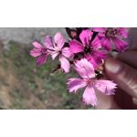 Zdjęcia użytkowników Samsung Galaxy Core Prime