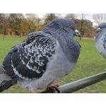 Zdjęcia użytkowników Samsung Galaxy Fold