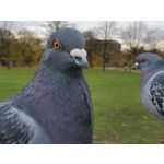 Zdjęcia użytkowników Samsung Galaxy Fold