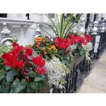 Zdjęcia użytkowników Samsung Galaxy Fold