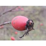 Zdjęcia użytkowników Samsung Galaxy Fold