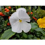 Zdjęcia użytkowników Samsung Galaxy Fold