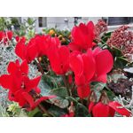 Zdjęcia użytkowników Samsung Galaxy Fold