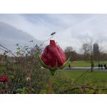 Zdjęcia użytkowników Samsung Galaxy Fold