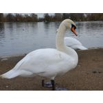 Zdjęcia użytkowników Samsung Galaxy Fold