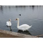 Zdjęcia użytkowników Samsung Galaxy Fold