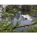 Zdjęcia użytkowników Samsung Galaxy J3 SM-J320F