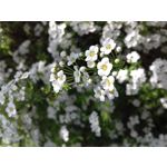 Zdjęcia użytkowników Samsung Galaxy J3 SM-J320F