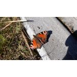 Zdjęcia użytkowników Samsung Galaxy J5 2017 Dual SIM