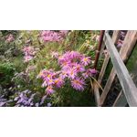 Zdjęcia użytkowników Samsung Galaxy J5 2017 Dual SIM