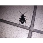 Zdjęcia użytkowników Samsung Galaxy J7 2017 Dual SIM