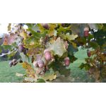 Zdjęcia użytkowników Samsung Galaxy J7 2017 Dual SIM