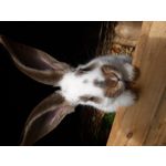 Zdjęcia użytkowników Samsung Galaxy J7 2017 Dual SIM