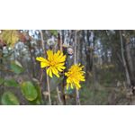 Zdjęcia użytkowników Samsung Galaxy J7 2017 Dual SIM