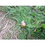 Zdjęcia użytkowników Samsung Galaxy K Zoom LTE