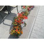 Zdjęcia użytkowników Samsung Galaxy K Zoom LTE