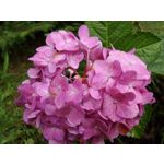 Zdjęcia użytkowników Samsung Galaxy K Zoom LTE