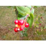 Zdjęcia użytkowników Samsung Galaxy K Zoom LTE