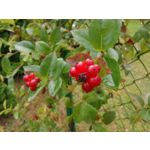 Zdjęcia użytkowników Samsung Galaxy K Zoom LTE