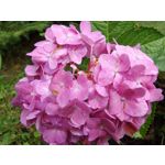 Zdjęcia użytkowników Samsung Galaxy K Zoom LTE