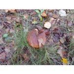 Zdjęcia użytkowników Samsung Galaxy K Zoom LTE