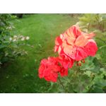 Zdjęcia użytkowników Samsung Galaxy K Zoom LTE