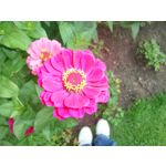 Zdjęcia użytkowników Samsung Galaxy K Zoom LTE