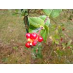 Zdjęcia użytkowników Samsung Galaxy K Zoom LTE