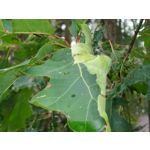 Zdjęcia użytkowników Samsung Galaxy K Zoom LTE