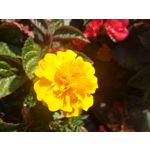 Zdjęcia użytkowników Samsung Galaxy K Zoom LTE