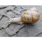 Zdjęcia użytkowników Samsung Galaxy K Zoom LTE