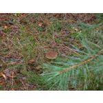 Zdjęcia użytkowników Samsung Galaxy K Zoom LTE