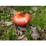 Zdjęcia użytkowników Samsung Galaxy K Zoom LTE