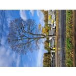 Zdjęcia użytkowników Samsung Galaxy M34 5G