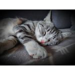 Zdjęcia użytkowników Samsung Galaxy M51 Dual SIM