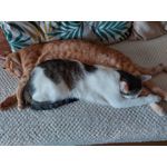 Zdjęcia użytkowników Samsung Galaxy M51 Dual SIM