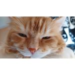 Zdjęcia użytkowników Samsung Galaxy M51 Dual SIM