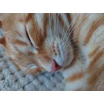 Zdjęcia użytkowników Samsung Galaxy M51 Dual SIM