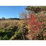 Zdjęcia użytkowników Samsung Galaxy M51 Dual SIM