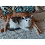 Zdjęcia użytkowników Samsung Galaxy M51 Dual SIM