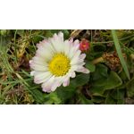 Zdjęcia użytkowników Samsung Galaxy M51 Dual SIM