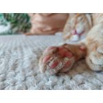 Zdjęcia użytkowników Samsung Galaxy M51 Dual SIM