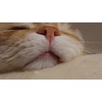 Zdjęcia użytkowników Samsung Galaxy M51 Dual SIM