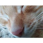 Zdjęcia użytkowników Samsung Galaxy M51 Dual SIM