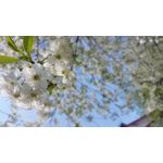 Zdjęcia użytkowników Samsung Galaxy M52